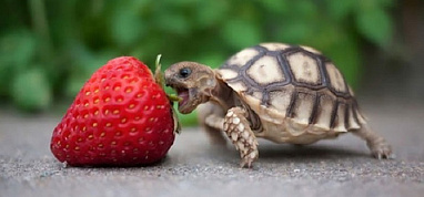 Сайт может сильно  тормозить из-за фронтэнда